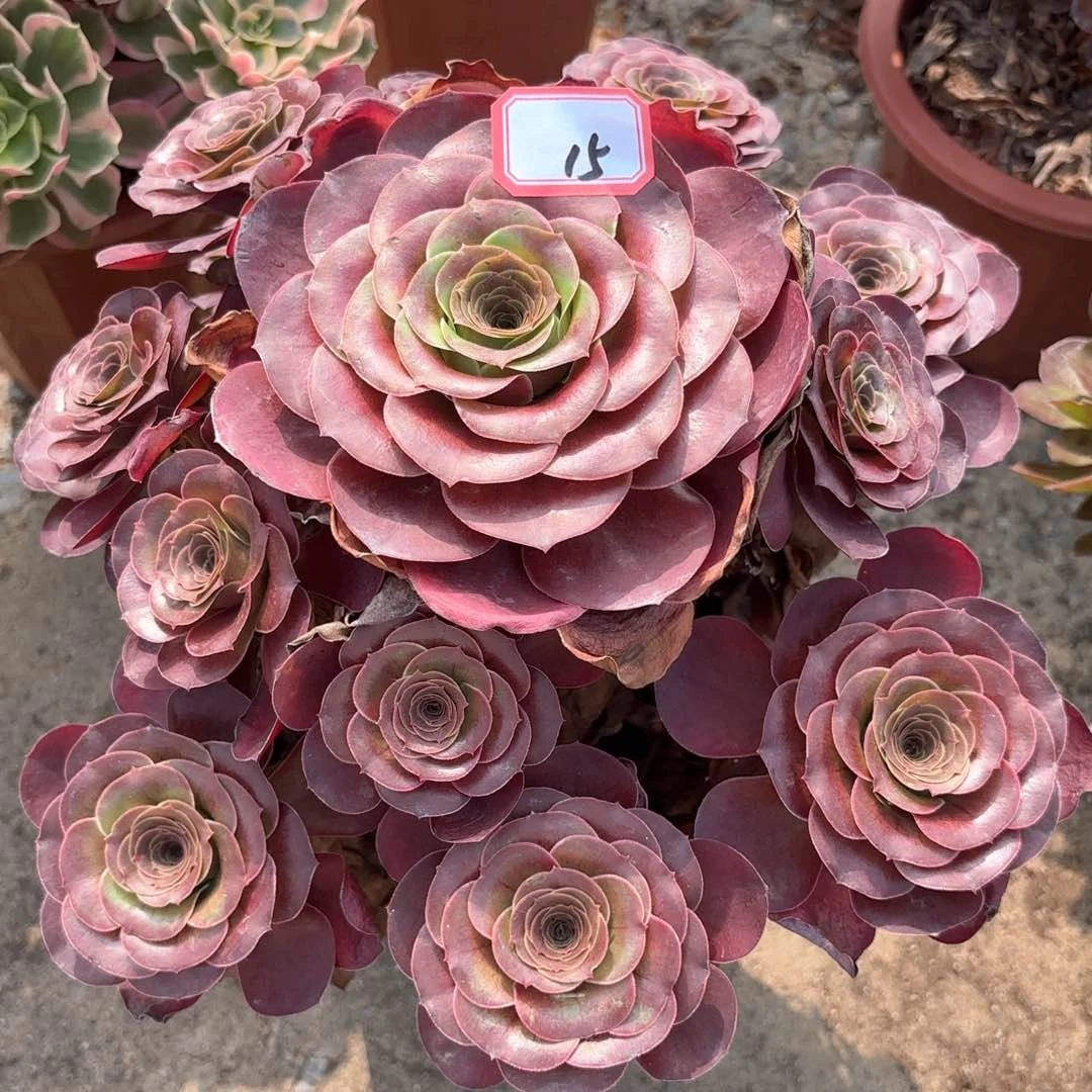 全部花朵15美金多肉植物