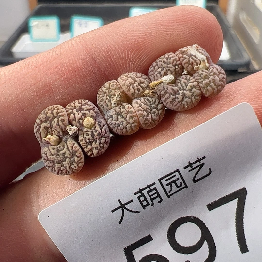 一物一拍。    597