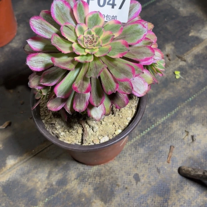 瑞妈，。。。。047。。。。。