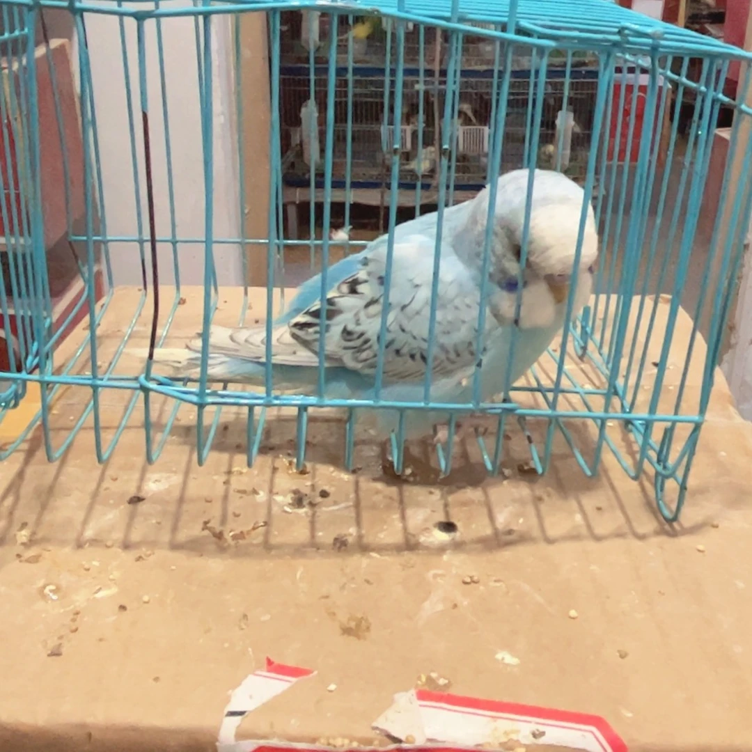 虎皮鹦鹉我的小姐姐