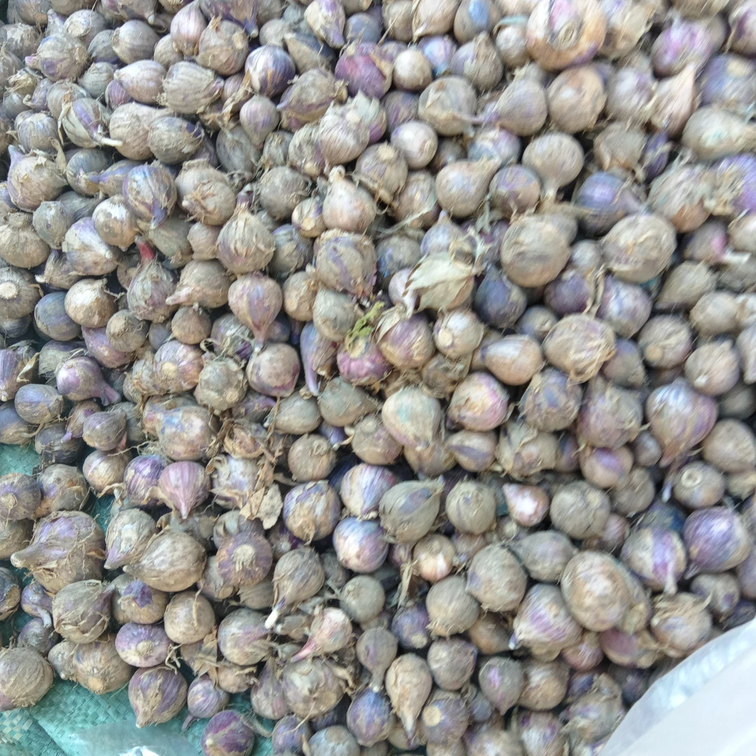 钏钏山货精选【独头蒜】云南下山货