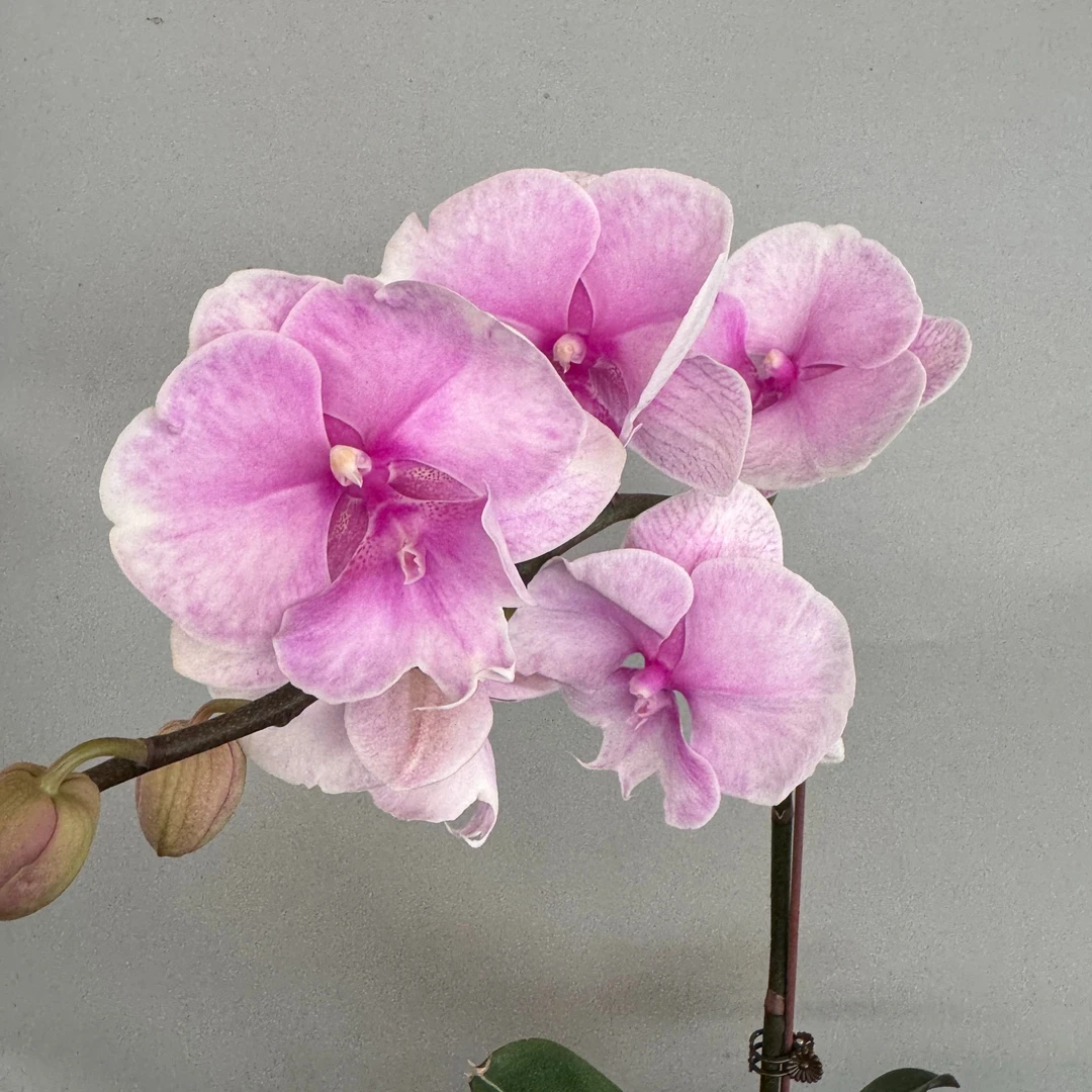 蝴蝶兰【迷雾】室内花卉昆明直发