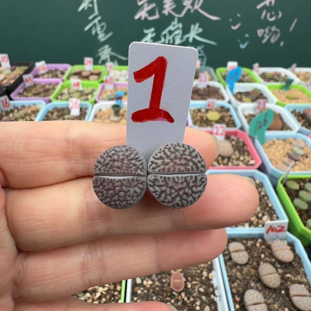 开播福利 特价奥利奥一对 脱土