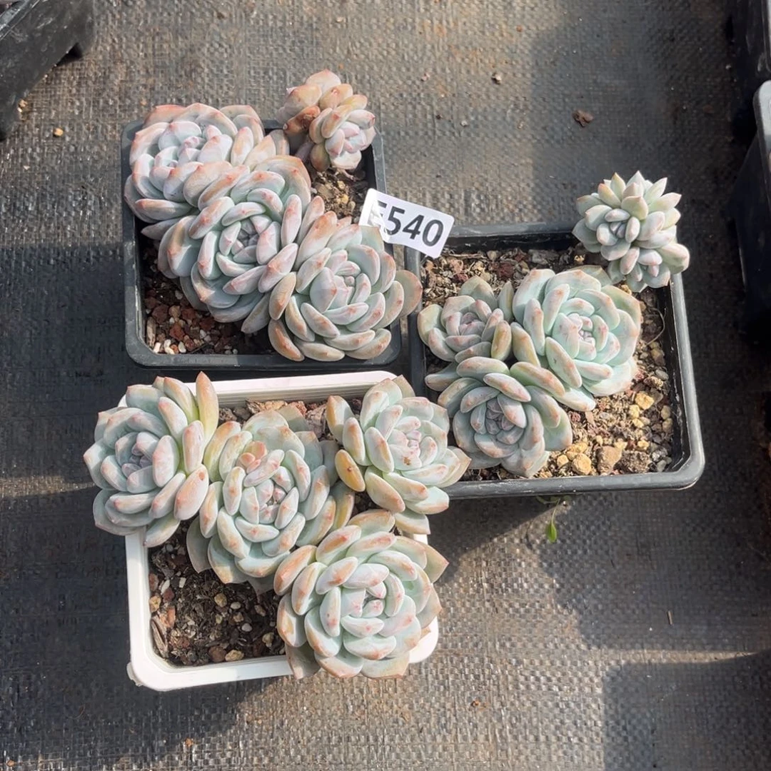 540号新疆西藏内蒙古不包邮