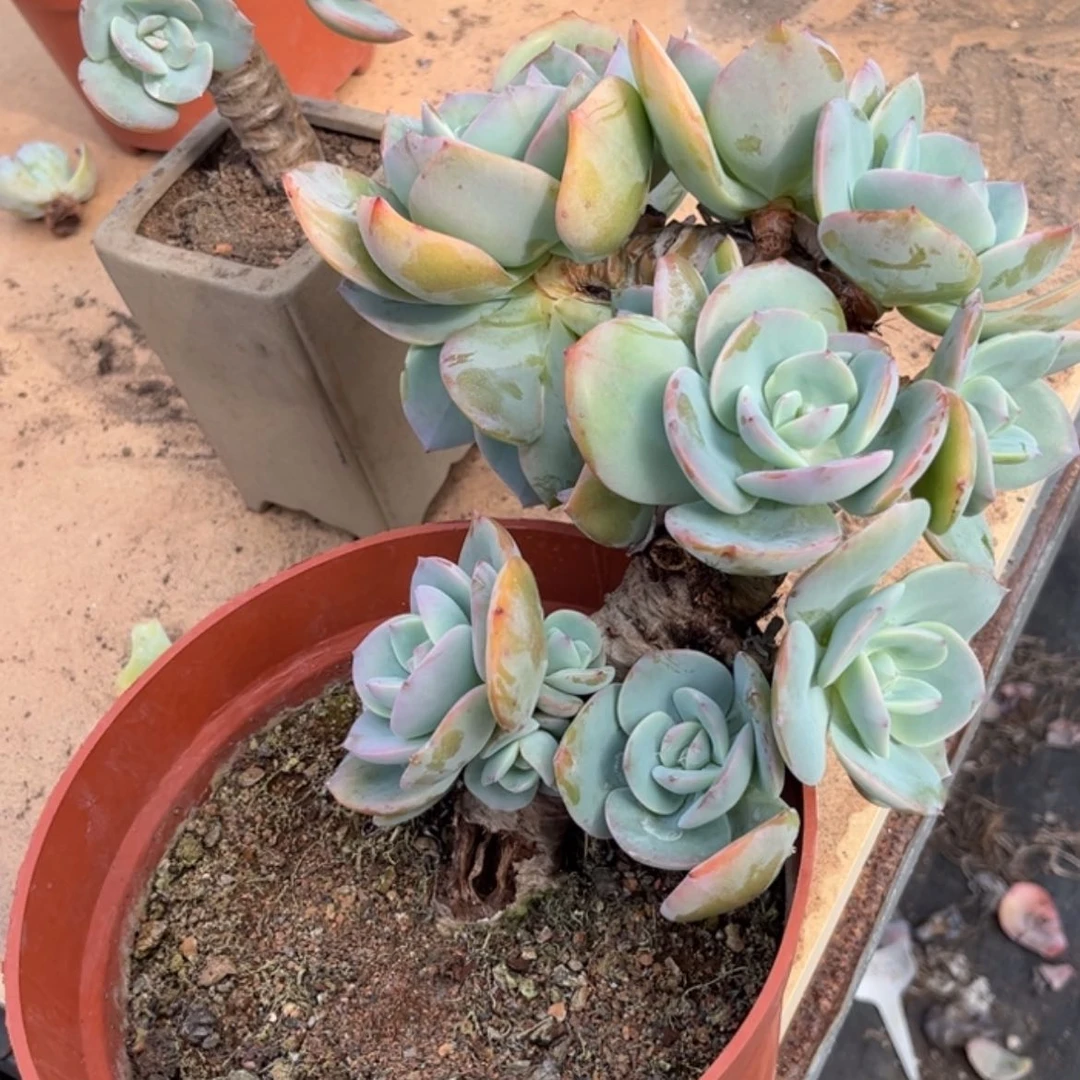 【闪购商品】无花朵月**泉