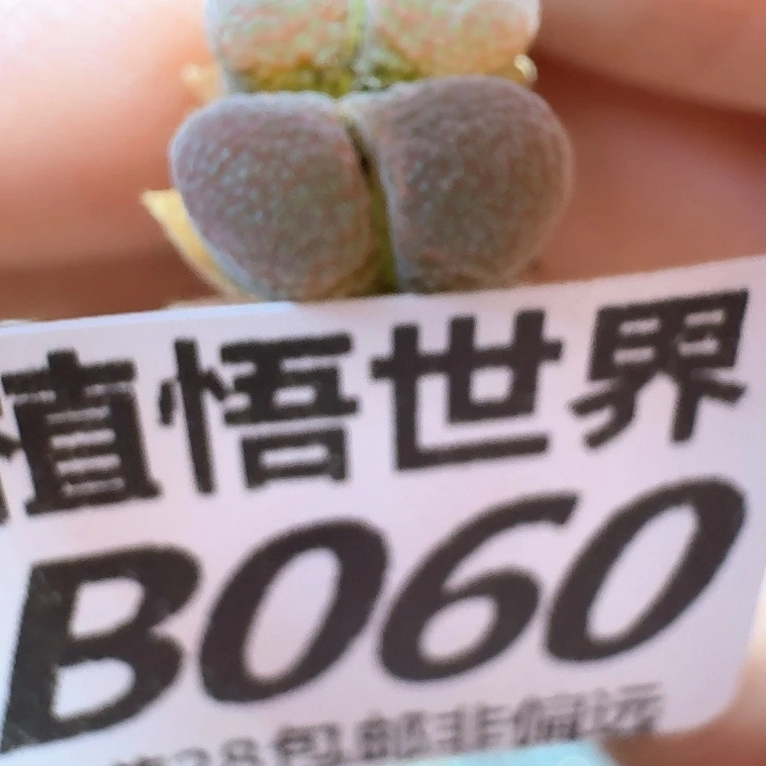 d r z w d r ze w g多肉植物哇