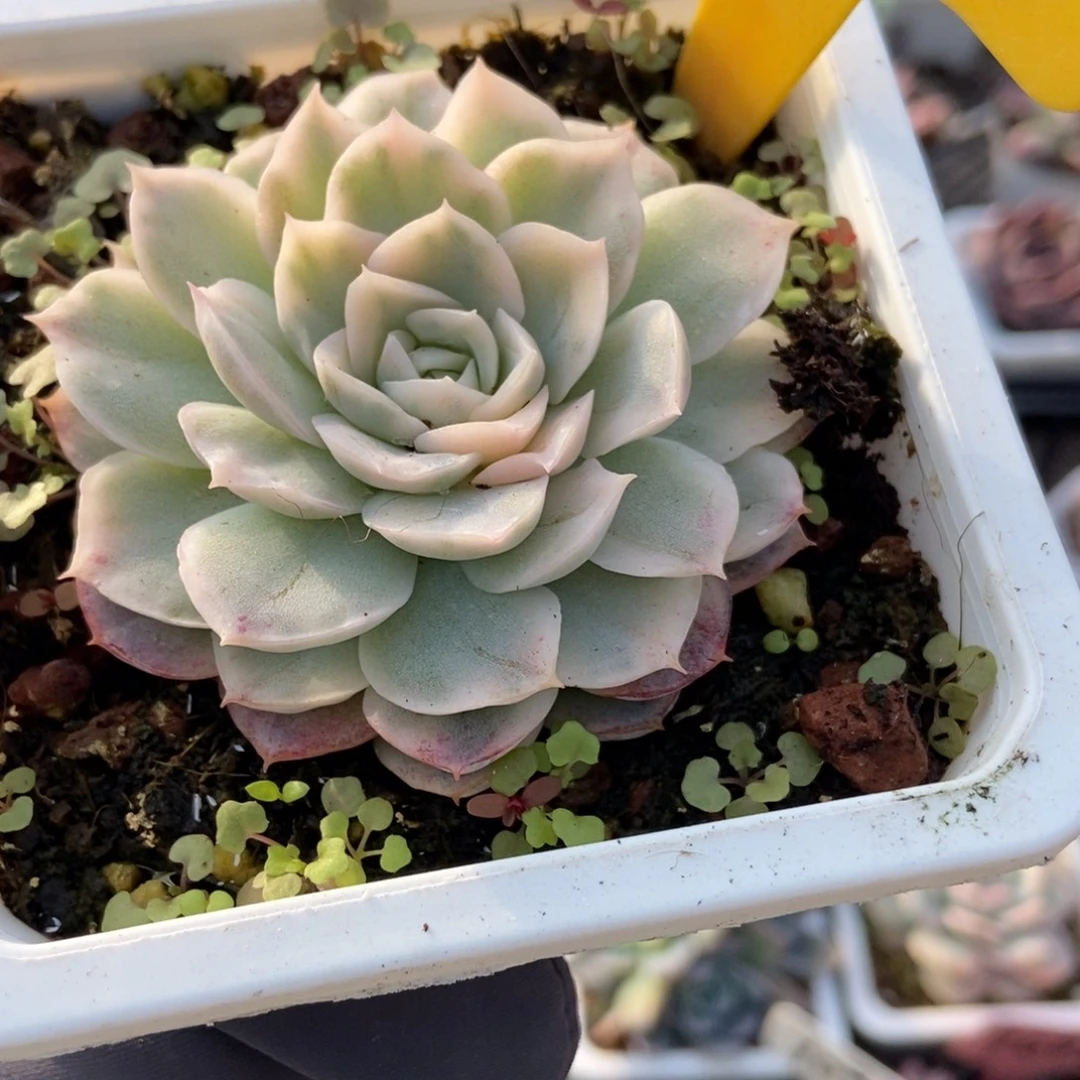 1938雪球锦多肉植物