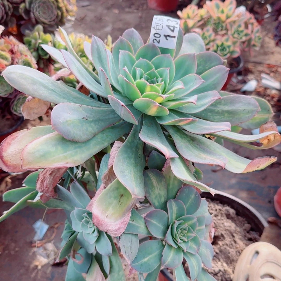 黄中斑阴阳多肉143满20包邮断枝不包