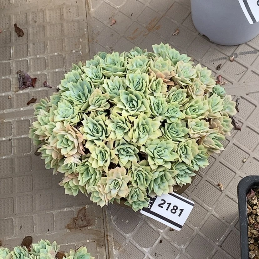 【闪购商品】女王玫瑰锦2181