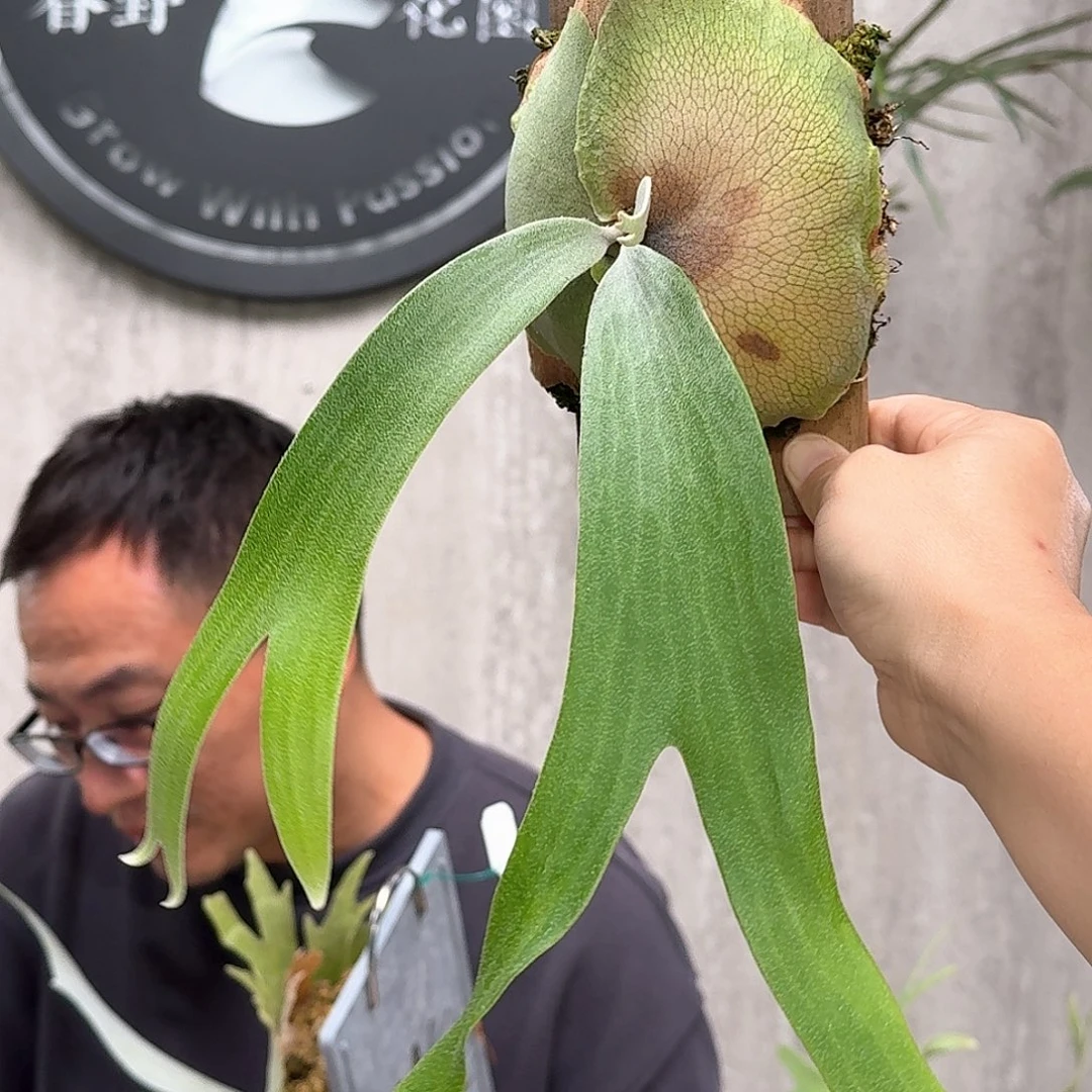 不开花植物侏儒爪哇交皮陈5号鹿角蕨书签板
