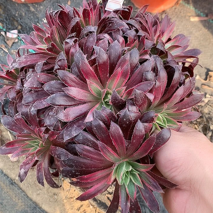 565惊鸿仙子多肉植物