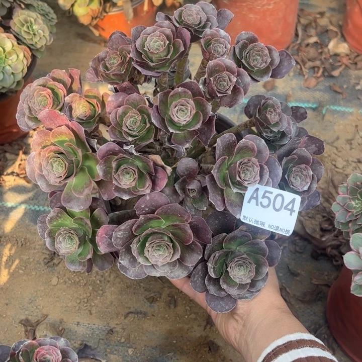 魅金多肉植物504.