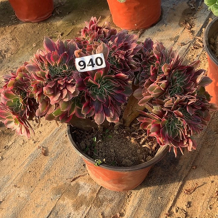 多肉植物女神缀化940