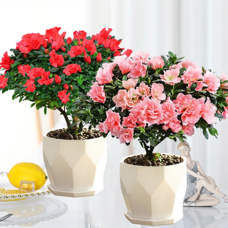 杜鹃花苗带花苞映山红老桩树四季开花植物室内外阳台盆栽庭院花卉