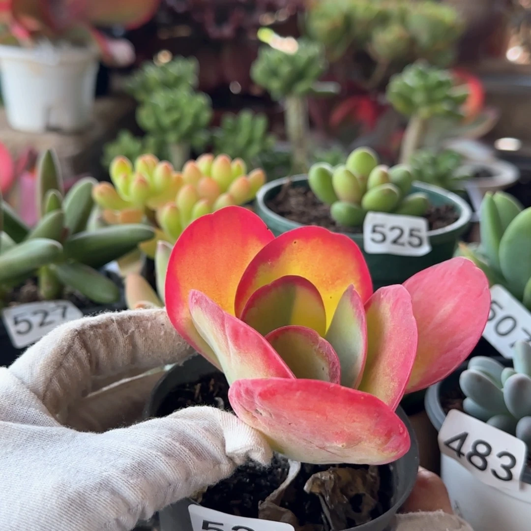 531号 一物一拍 一物一拍