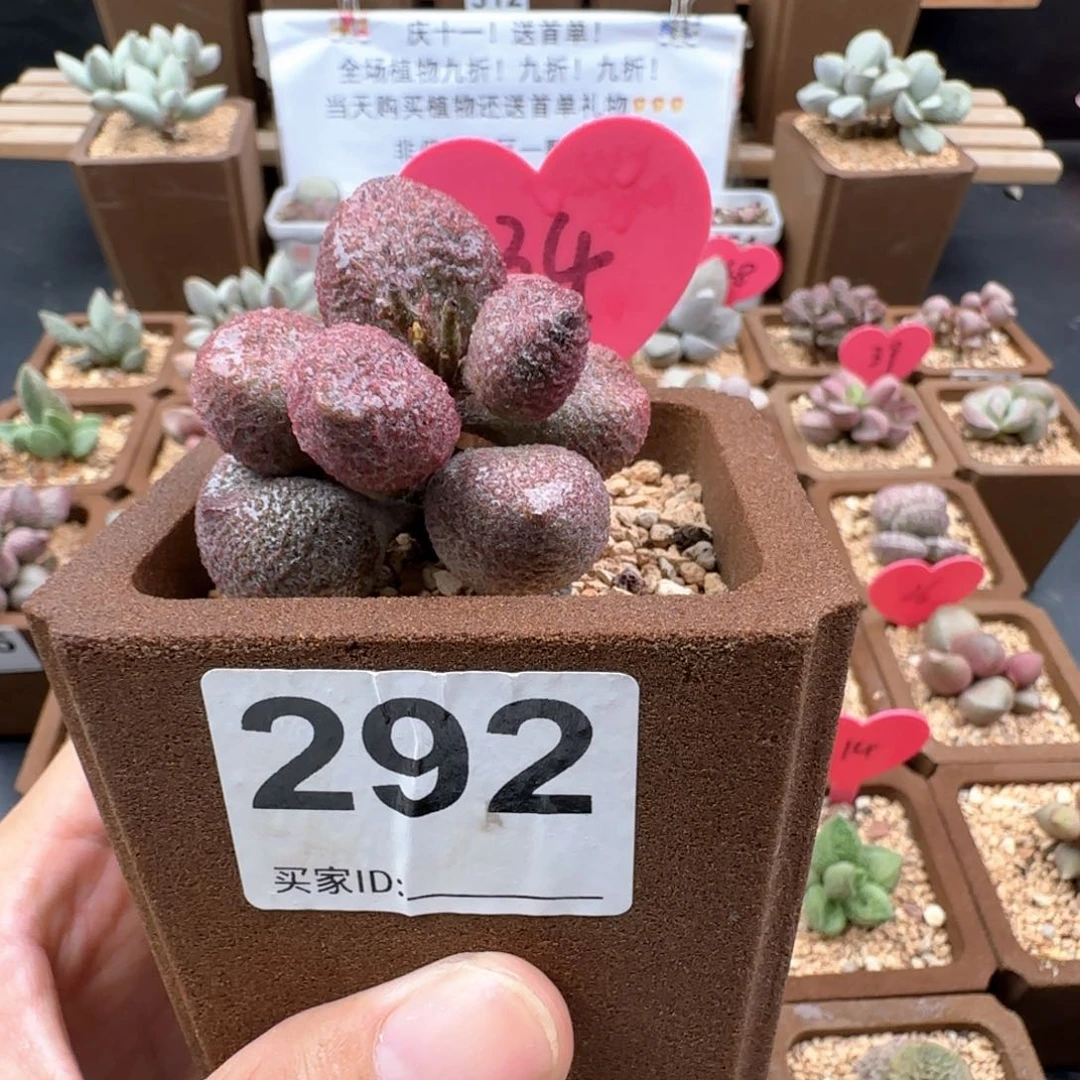 吼*吼292水蜜桃多肉植物