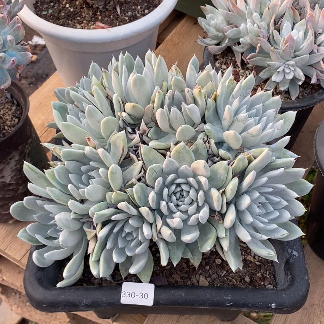 l****730号苹果雪山杂福利啦啦