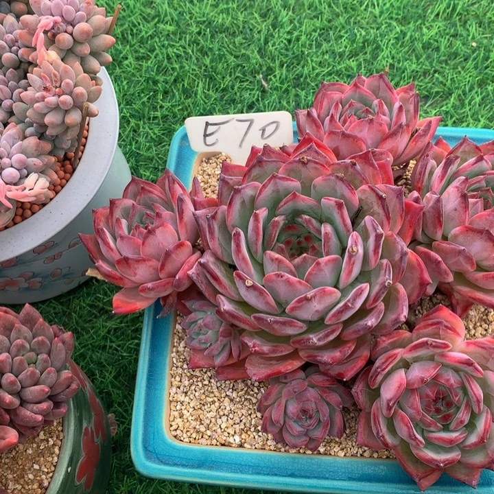 墨***璃多肉植物727273737373737733