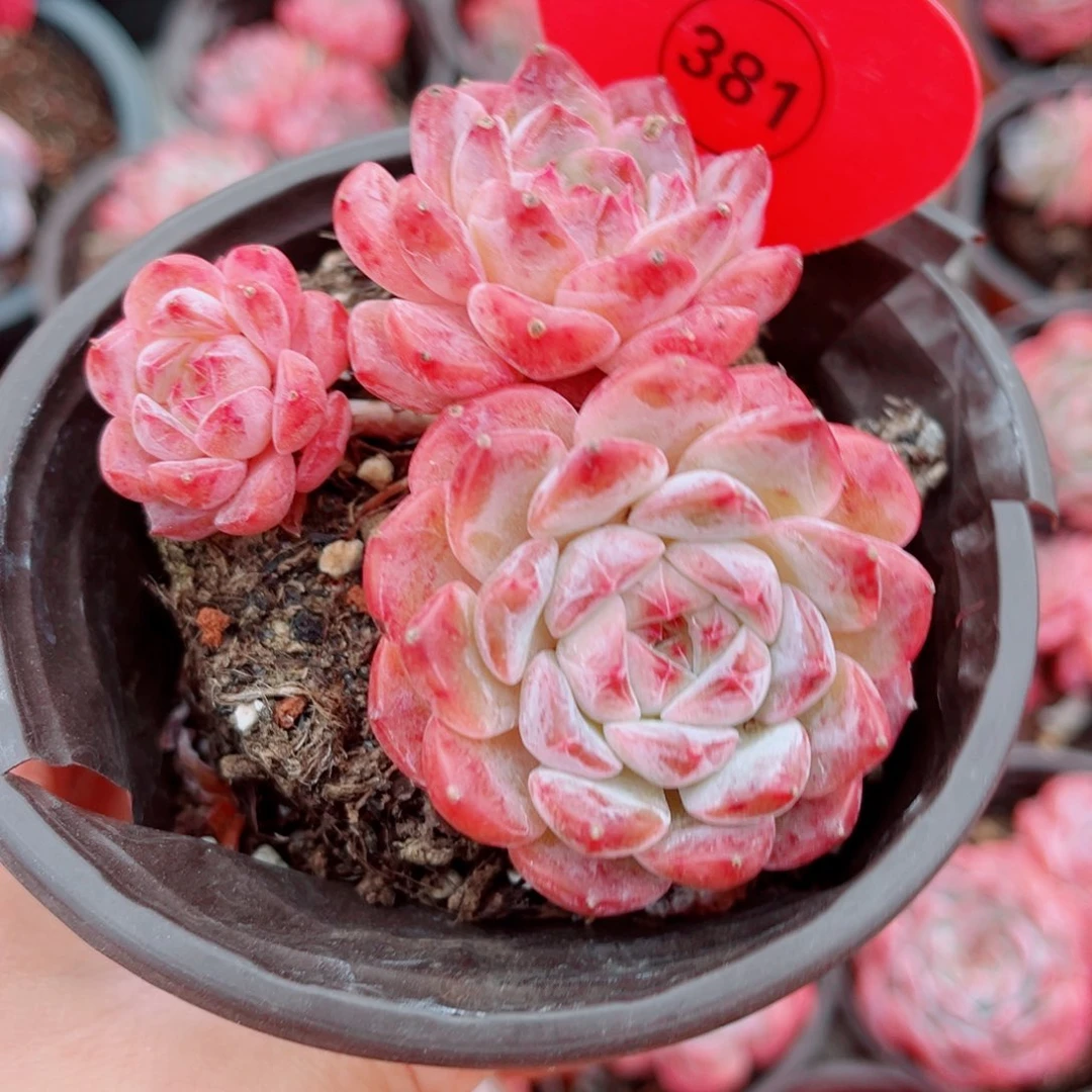 381号小老桩糖钻群