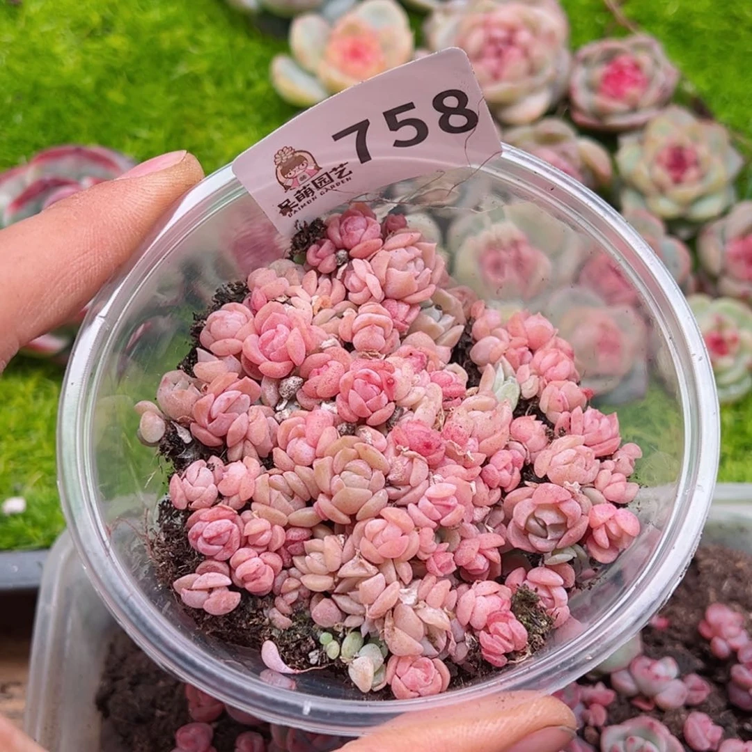 多肉植物多肉植物