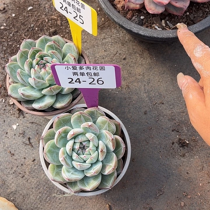十****多肉植物组合盆栽24-25.26
