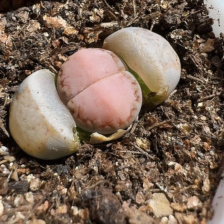 书*生石花233:：。 612