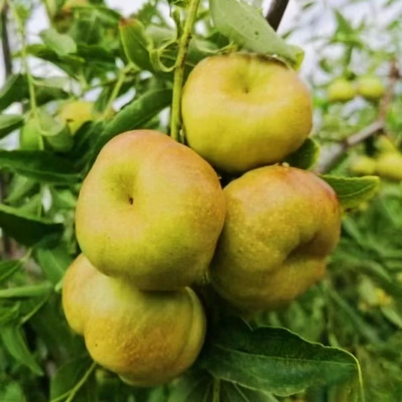 潘枣.葫芦枣树苗