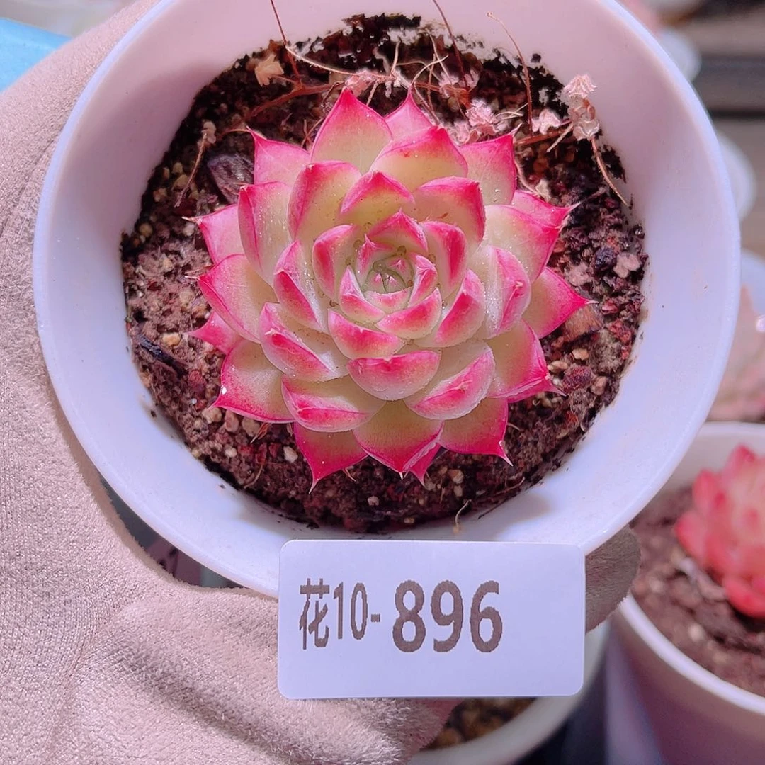 花利美10-896女王