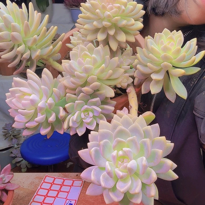 清**巷淡雪多肉植物好看