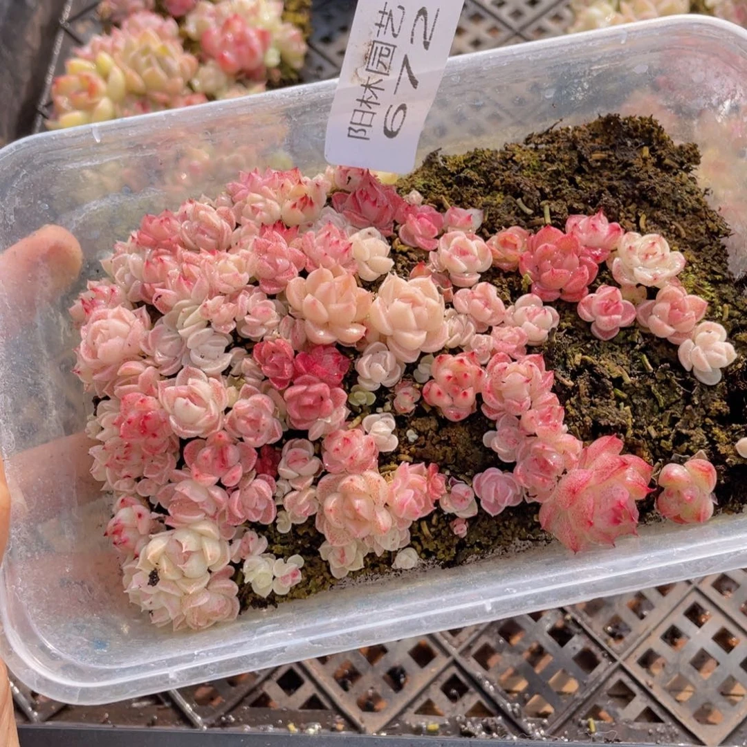 多肉植物多肉植物672