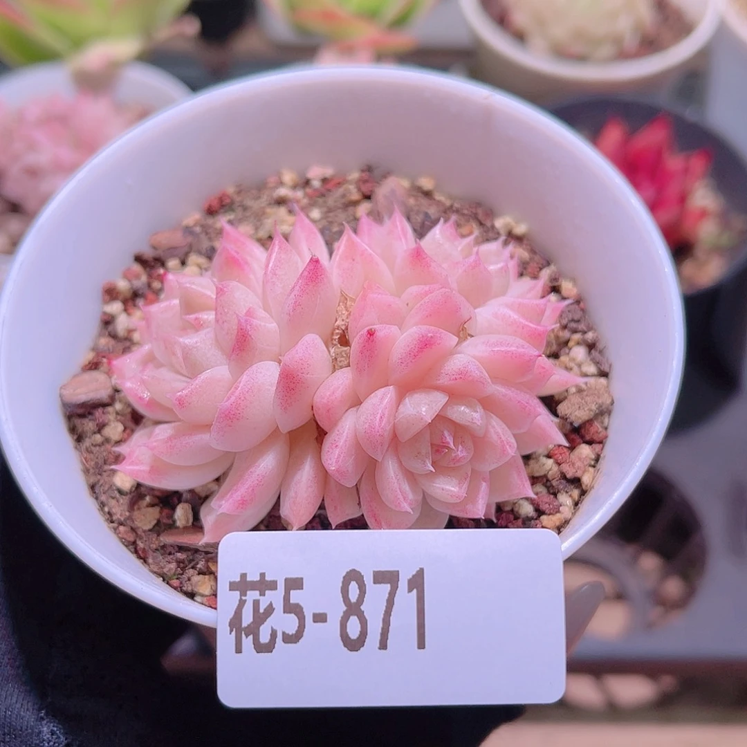 花利美5-871女王