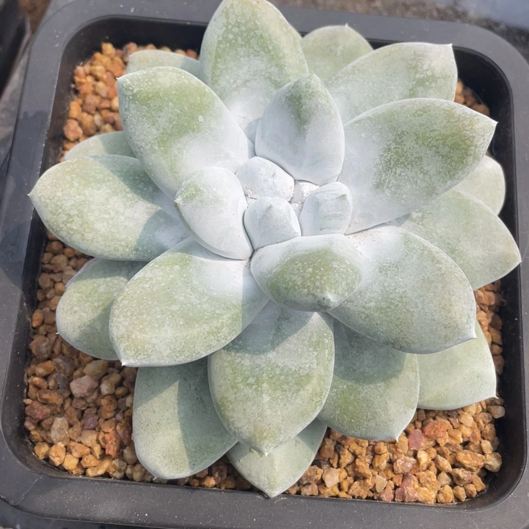 ｓ*w拇指大单头专拍链接