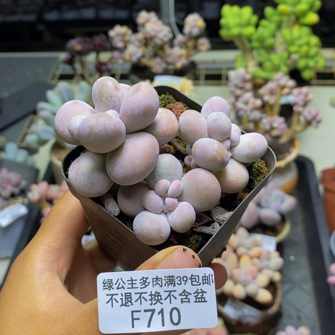 710芭比奶多肉7c m