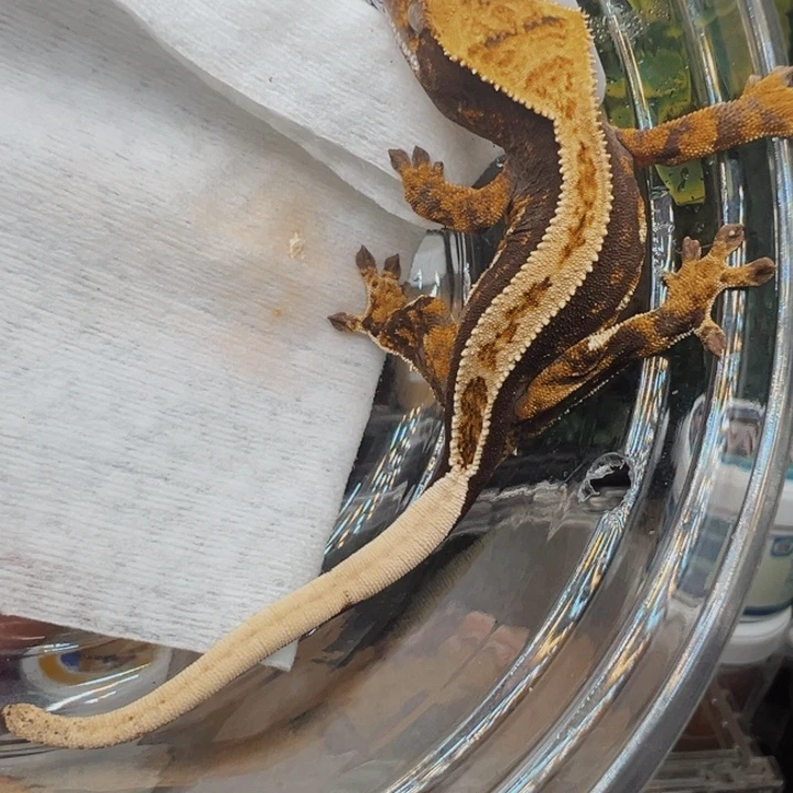 睫角守宫超黑底三色奶油8克