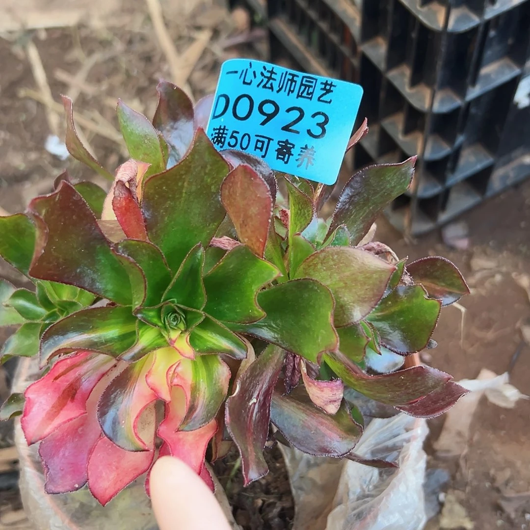 砍头小冰七彩923多肉植物