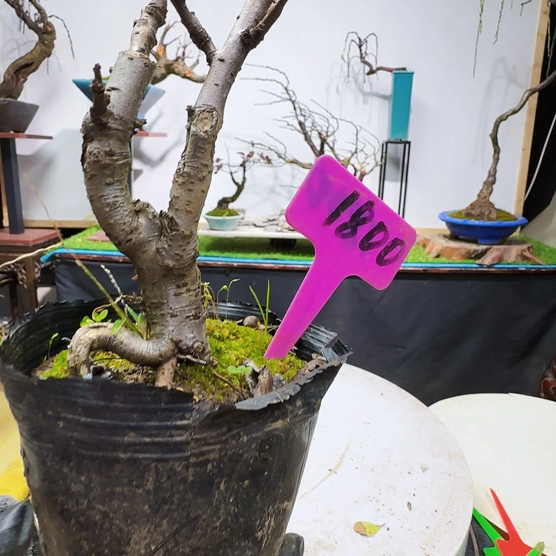 无***虫无花朵地方很难吗还是有什么