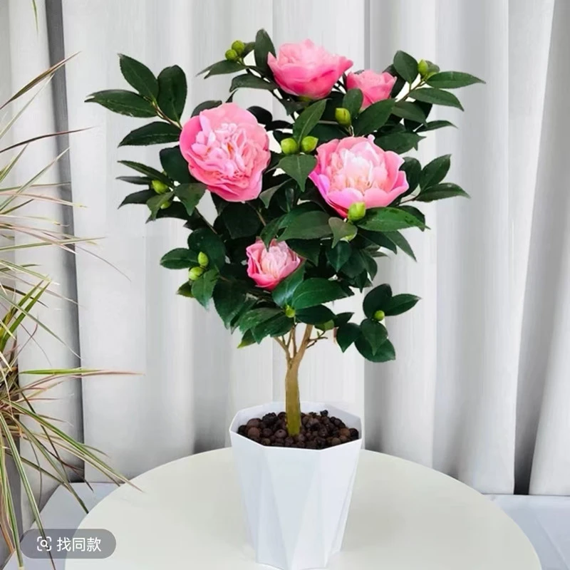 带花苞浓香型香妃茶花盆栽室内外好养耐寒耐热四季可养