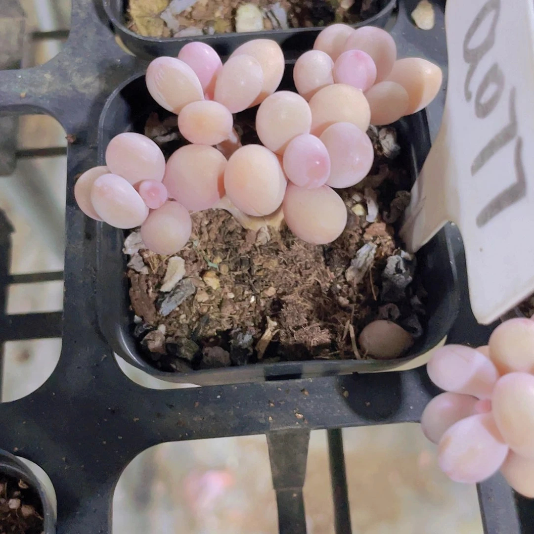 劉**?水光针桃蛋a077一物一拍