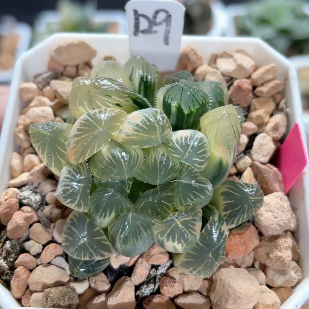 129糊斑夏沫锦。