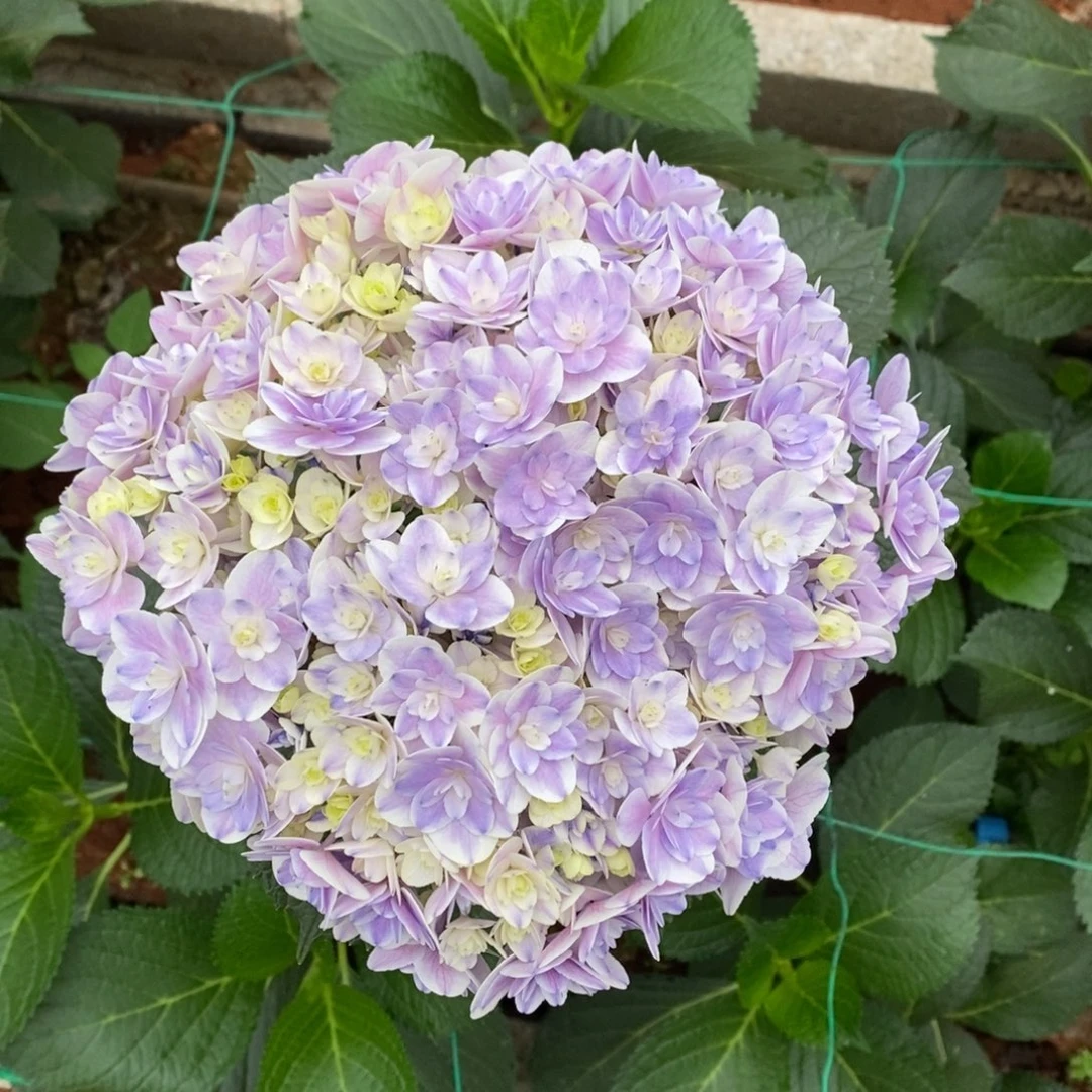 452号绣球/有色差介意勿拍（3单冷链包邮/偏远补运费发德邦空运）