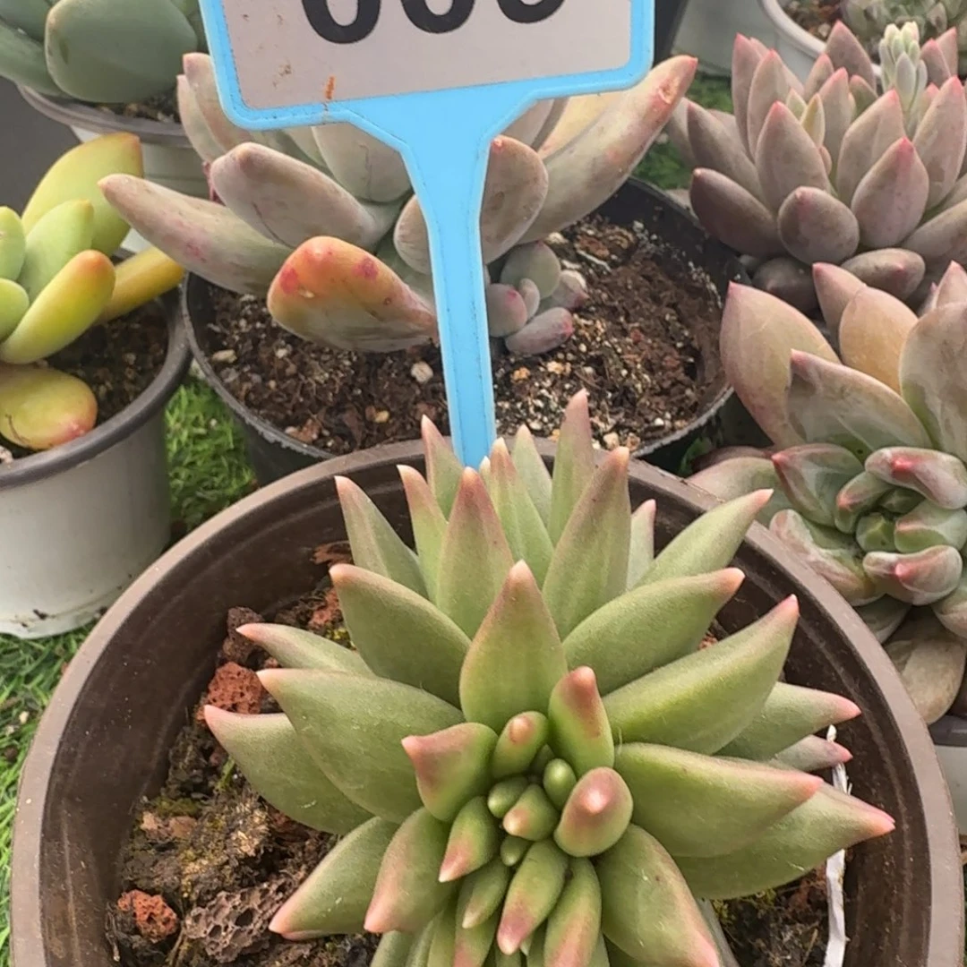 多肉植物布丁缀009