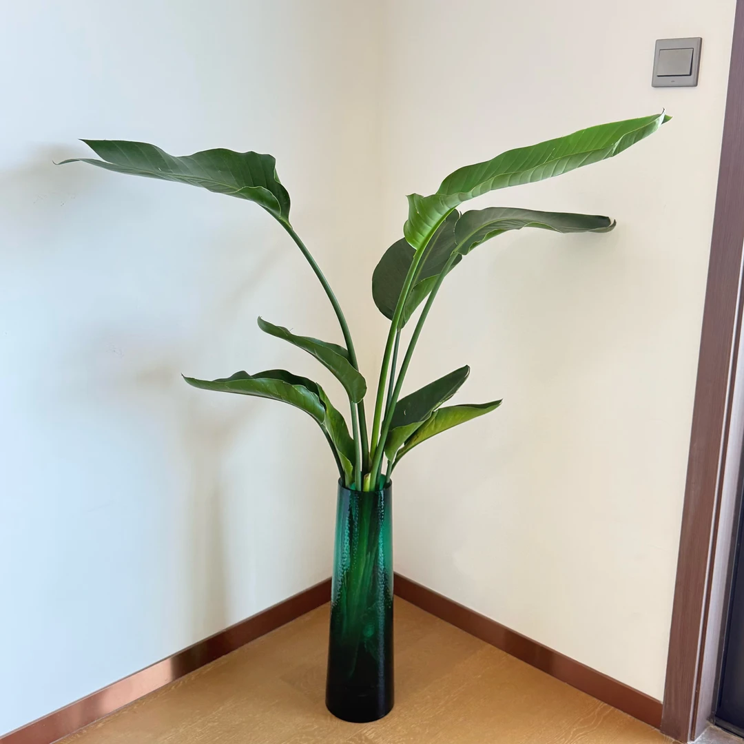 水培天堂鸟室内盆栽好养活清新空气大植物