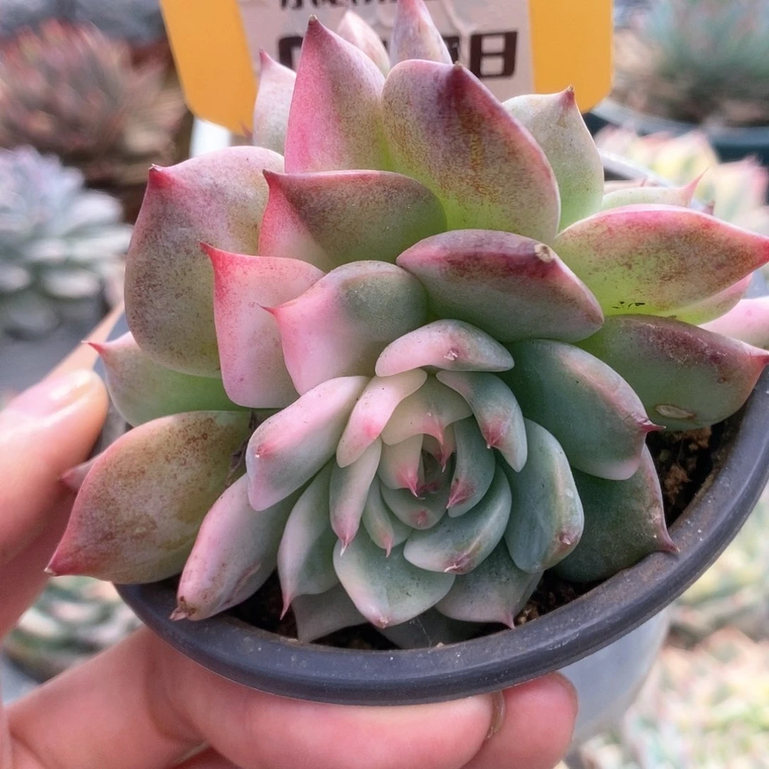 D198锦锦锦锦锦锦锦