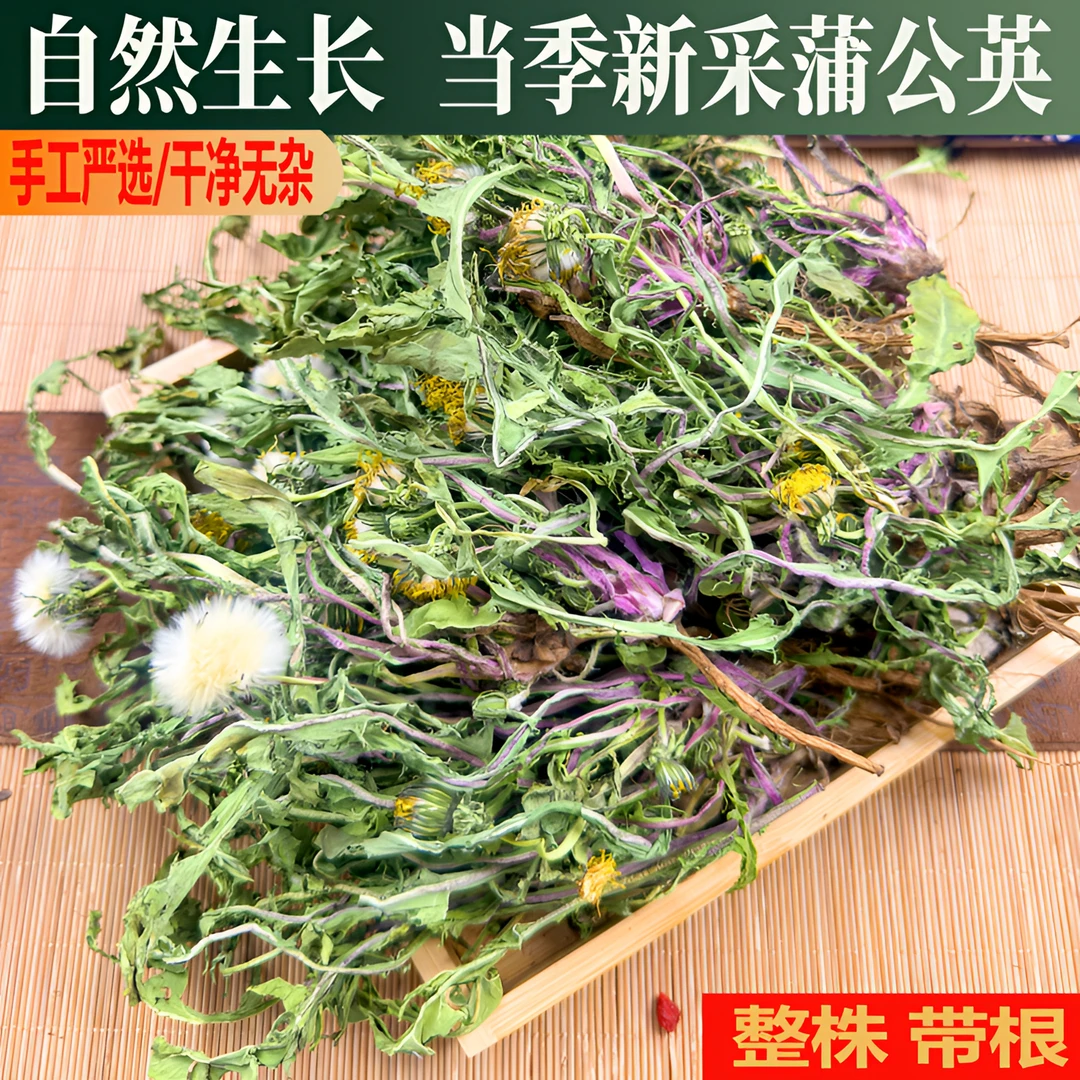 【中条山蒲公英】野生 蒲公英整株带根当季新货蒲公英茶婆婆丁花草