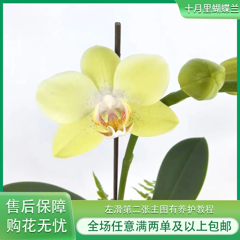 十月里蝴蝶兰【绿水晶】带花带花苞发货