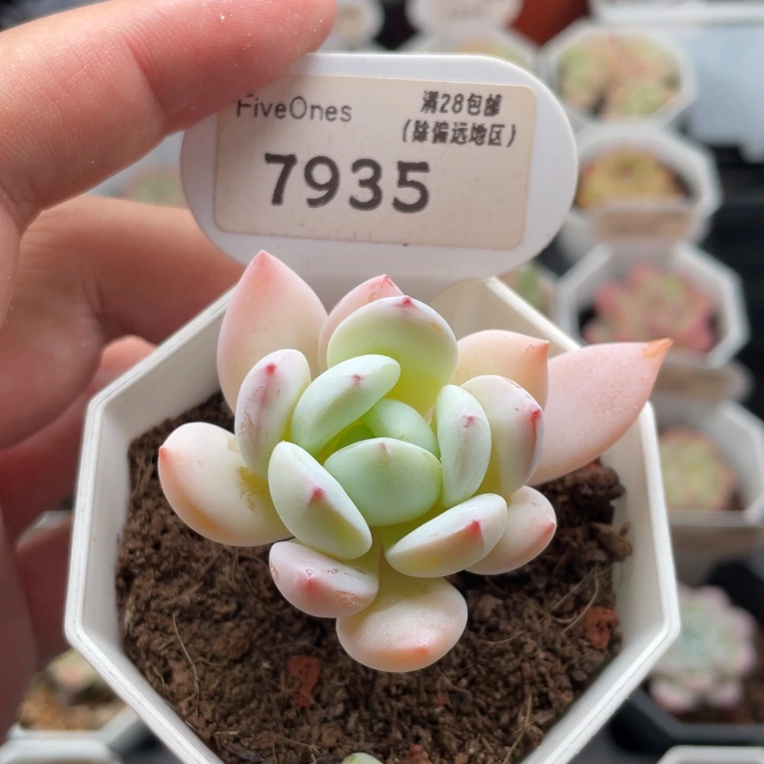 冷香7935-5.5厘米