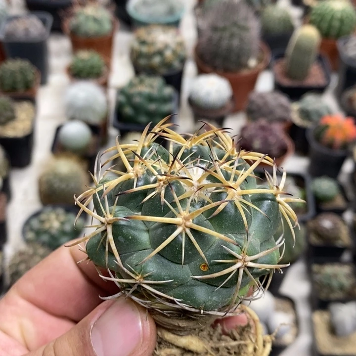 实生天丝象牙特价