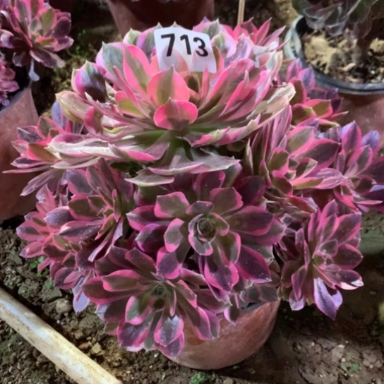713法师多肉植物粉女巫