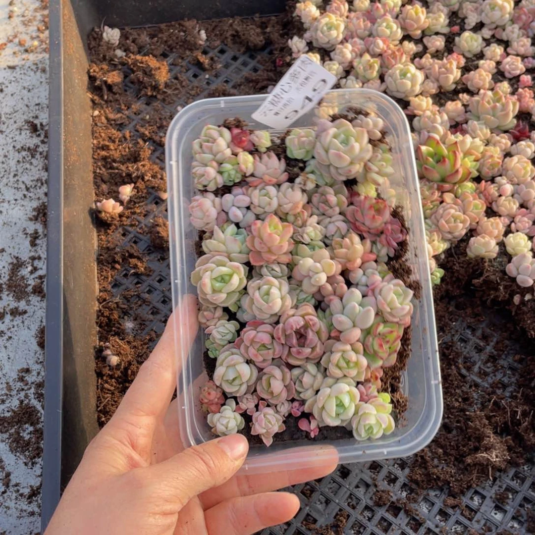 云糖心多肉植物949