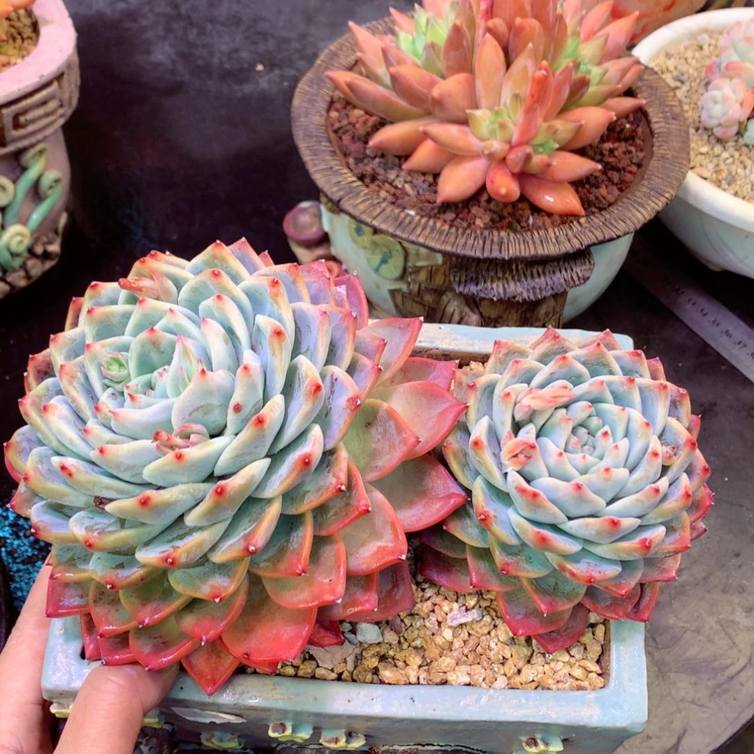在在在在在在在在我现在现在